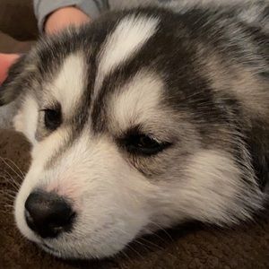 Meet your Posher, Alex